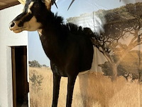 Taxidermie sabelantilope - afbeelding 2 van  3