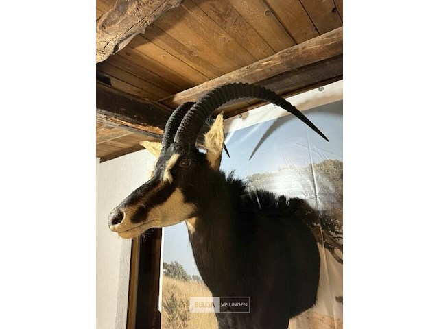 Taxidermie sabelantilope - afbeelding 3 van  3
