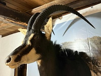 Taxidermie sabelantilope - afbeelding 3 van  3