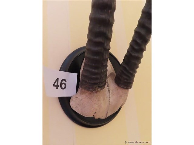 Taxidermie schedel met hoorns - afbeelding 2 van  3
