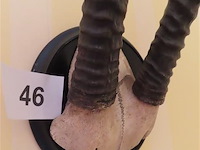 Taxidermie schedel met hoorns - afbeelding 2 van  3