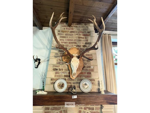 Taxidermie skeletkop hert - afbeelding 1 van  3