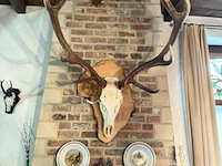 Taxidermie skeletkop hert - afbeelding 1 van  3