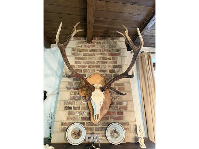 Taxidermie skeletkop hert - afbeelding 2 van  3
