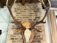 Taxidermie skeletkop hert - afbeelding 2 van  3