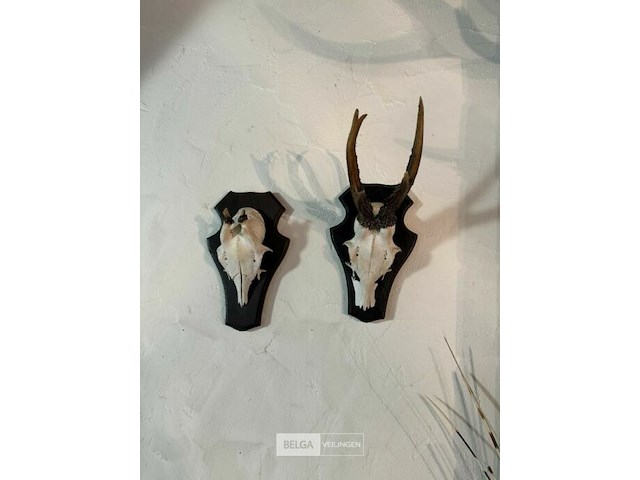 Taxidermie skeletkop hert - afbeelding 3 van  3