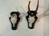 Taxidermie skeletkop hert - afbeelding 3 van  3