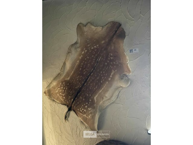 Taxidermie tapijt damhert - afbeelding 1 van  1