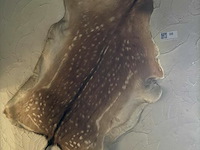 Taxidermie tapijt damhert - afbeelding 1 van  1