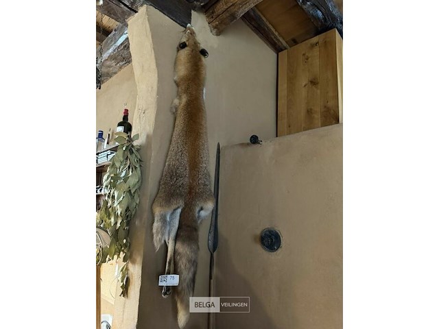 Taxidermie vos - afbeelding 1 van  2