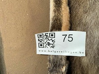 Taxidermie vos - afbeelding 2 van  2