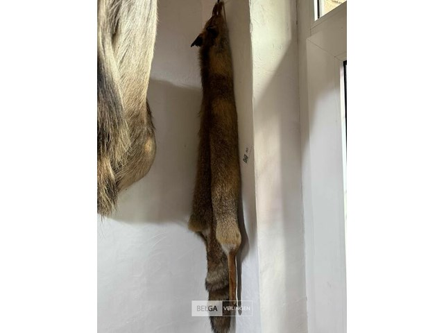 Taxidermie vos - afbeelding 1 van  1