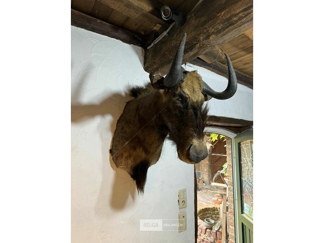 Taxidermie witstaartgnoe - afbeelding 1 van  2