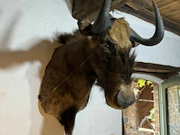 Taxidermie witstaartgnoe