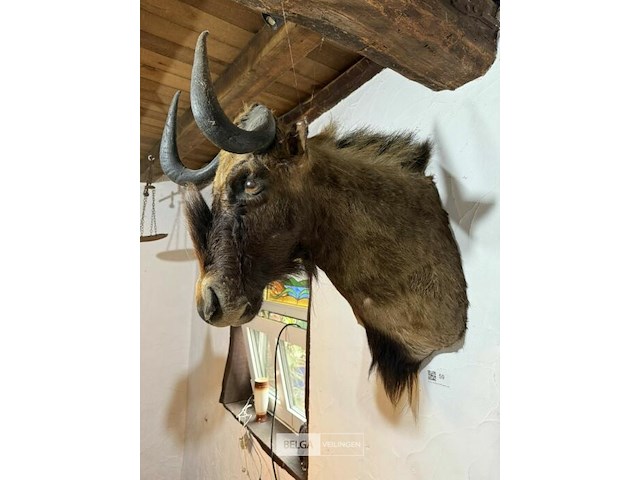 Taxidermie witstaartgnoe - afbeelding 2 van  2