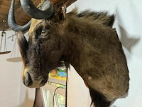 Taxidermie witstaartgnoe - afbeelding 2 van  2