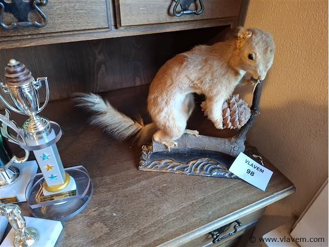 Taxidermie - afbeelding 1 van  1
