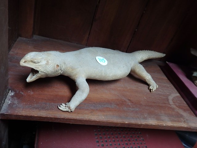 Taxidermie - afbeelding 1 van  1