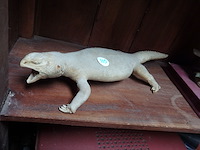Taxidermie - afbeelding 1 van  1