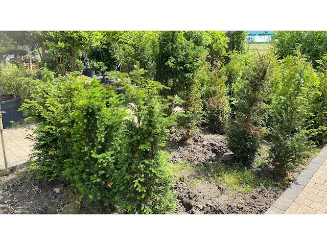 Taxus +-100 cm haag (9x) - afbeelding 1 van  3