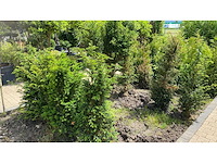 Taxus +-100 cm haag (9x) - afbeelding 1 van  3