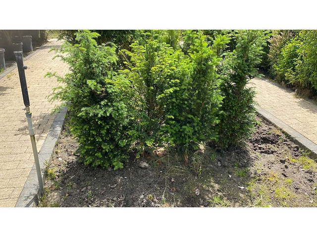 Taxus +-100 cm haag (9x) - afbeelding 2 van  3