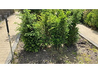 Taxus +-100 cm haag (9x) - afbeelding 2 van  3