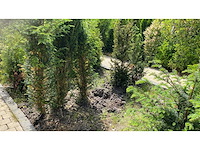 Taxus +-100 cm haag (9x) - afbeelding 3 van  3