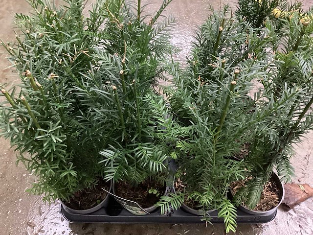 Taxus (100x) - afbeelding 2 van  3
