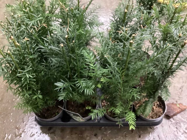 Taxus (100x) - afbeelding 1 van  3