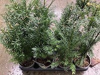 Taxus (100x) - afbeelding 2 van  3