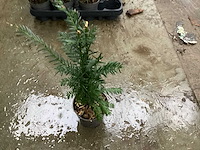 Taxus (100x) - afbeelding 3 van  3