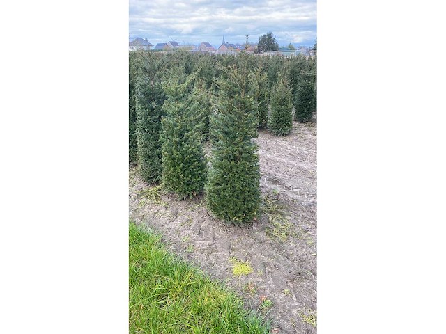 Taxus 120-140 cm - hedge (10x) - afbeelding 1 van  3