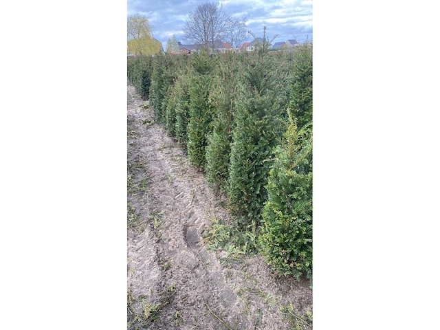 Taxus 120-140 cm - hedge (10x) - afbeelding 2 van  3