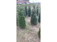 Taxus 120-140 cm - hedge (10x) - afbeelding 3 van  3