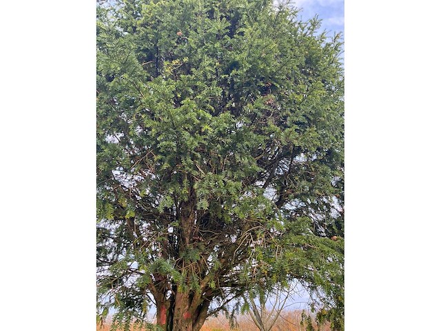 Taxus baccata (52x) - afbeelding 2 van  31