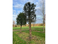 Taxus baccata (52x) - afbeelding 3 van  31