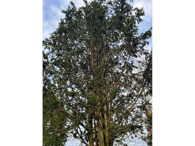 Taxus baccata (52x) - afbeelding 4 van  31