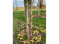 Taxus baccata (52x) - afbeelding 6 van  31