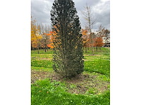 Taxus baccata (52x) - afbeelding 9 van  31