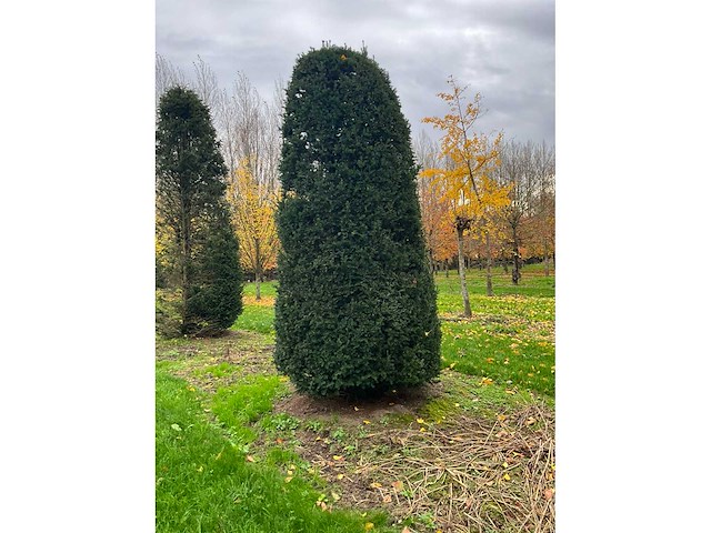 Taxus baccata (52x) - afbeelding 10 van  31