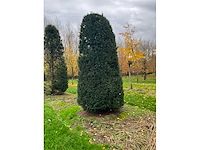 Taxus baccata (52x) - afbeelding 10 van  31