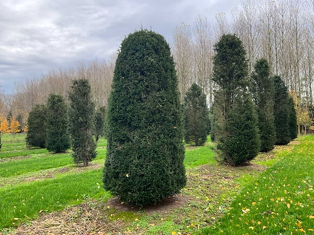 Taxus baccata (52x) - afbeelding 1 van  31