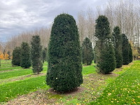 Taxus baccata (52x) - afbeelding 1 van  31
