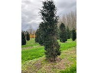 Taxus baccata (52x) - afbeelding 15 van  31