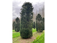 Taxus baccata (52x) - afbeelding 16 van  31