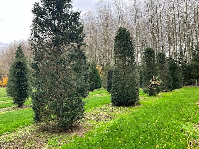 Taxus baccata (52x) - afbeelding 17 van  31