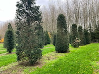 Taxus baccata (52x) - afbeelding 17 van  31