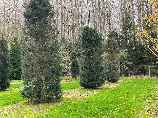 Taxus baccata (52x) - afbeelding 19 van  31
