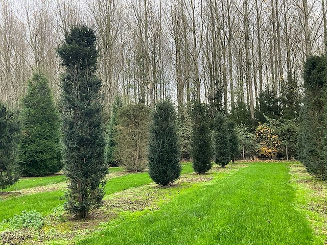 Taxus baccata (52x) - afbeelding 21 van  31